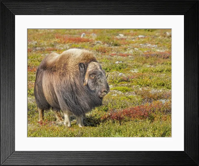 Framed Print : Muskox (Ovibos moschatus), in tundra habitat of Nunavik, Quebec, Canada Framed Print : Muskox (Ovibos moschatus), in tundra habitat of Nunavik, Quebec, Canada