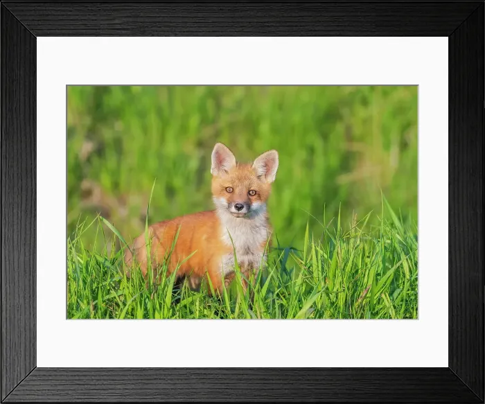 Framed Print : Red Fox (Vulpes vulpes) kit, Thornton, Ontario, Canada Framed Print : Red Fox (Vulpes vulpes) kit, Thornton, Ontario, Canada