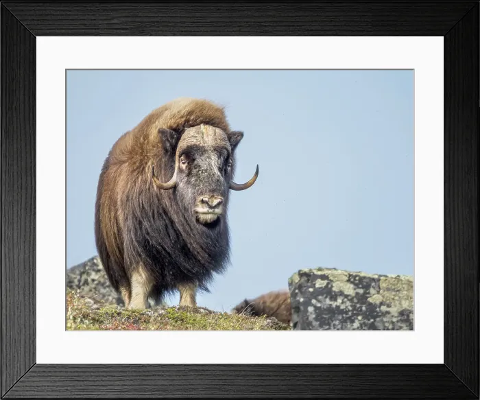 Framed Print : Muskok (Ovibos moschatus) bull, Nunavik, Quebec, Canada Framed Print : Muskok (Ovibos moschatus) bull, Nunavik, Quebec, Canada