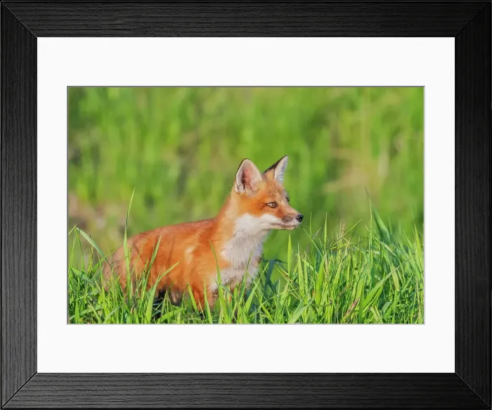 Framed Print : Red Fox (Vulpes vulpes) kit, Thornton, Ontario, Canada Framed Print : Red Fox (Vulpes vulpes) kit, Thornton, Ontario, Canada