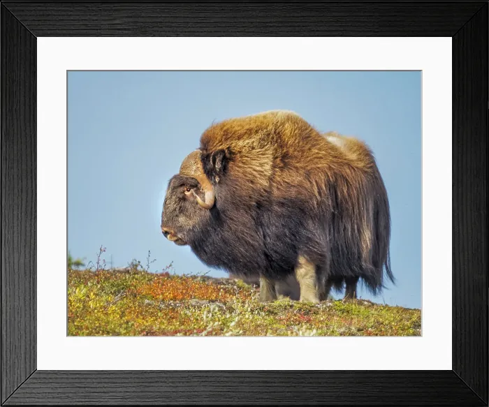 Framed Print : Muskok (Ovibos moschatus) bull, Nunavik, Quebec, Canada Framed Print : Muskok (Ovibos moschatus) bull, Nunavik, Quebec, Canada