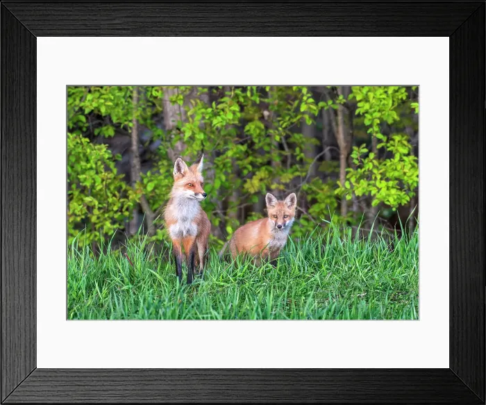 Framed Print : Red Fox (Vulpes vulpes) mom with kit, Thornton, Ontario, Canada Framed Print : Red Fox (Vulpes vulpes) mom with kit, Thornton, Ontario, Canada