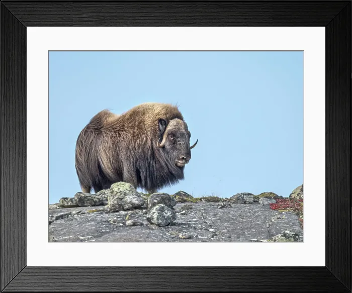 Framed Print : Muskok (Ovibos moschatus) bull, Nunavik, Quebec, Canada Framed Print : Muskok (Ovibos moschatus) bull, Nunavik, Quebec, Canada