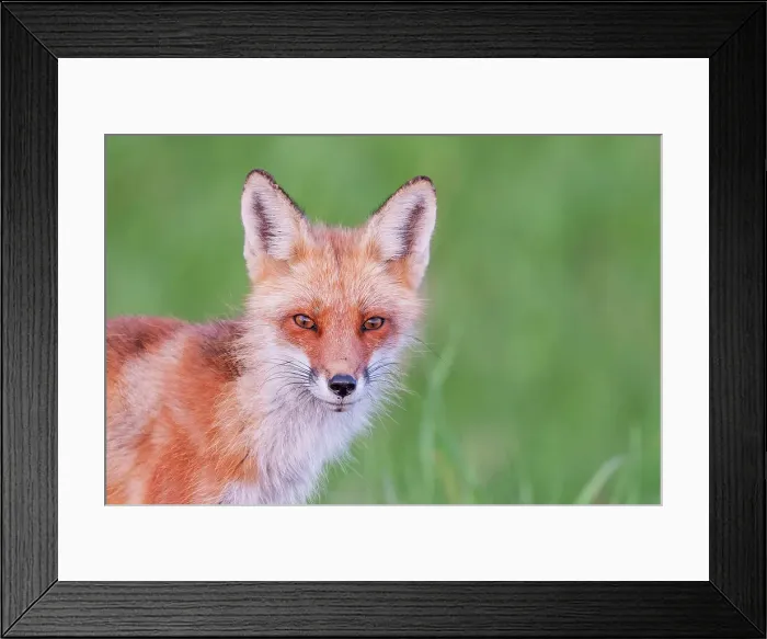 Framed Print : Red Fox (Vulpes vulpes), Thornton, Ontario, Canada Framed Print : Red Fox (Vulpes vulpes), Thornton, Ontario, Canada