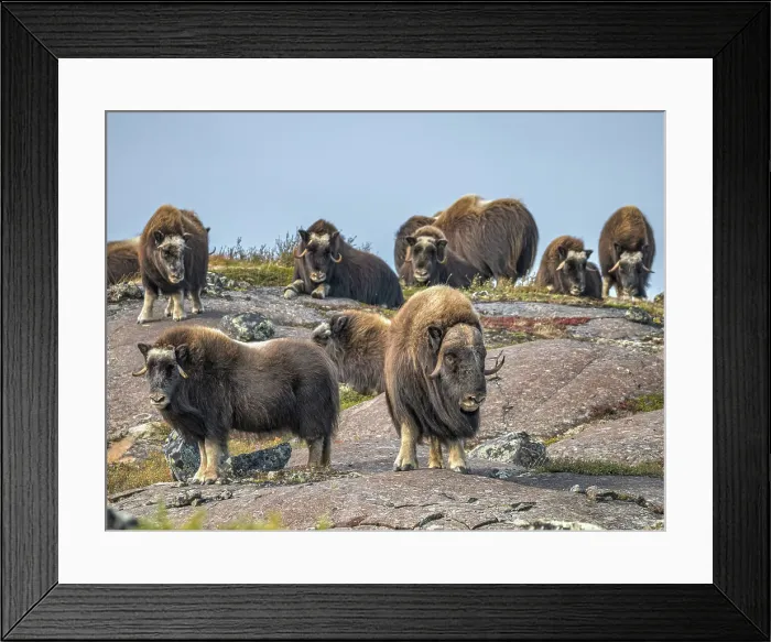 Framed Print : Muskox (Ovibos moschatus) bull with herd, in tundra habitat of Nunavik, Quebec Framed Print : Muskox (Ovibos moschatus) bull with herd, in tundra habitat of Nunavik, Quebec