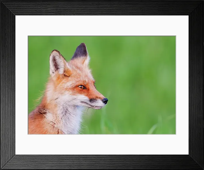 Framed Print : Red Fox (Vulpes vulpes), Thornton, Ontario, Canada Framed Print : Red Fox (Vulpes vulpes), Thornton, Ontario, Canada