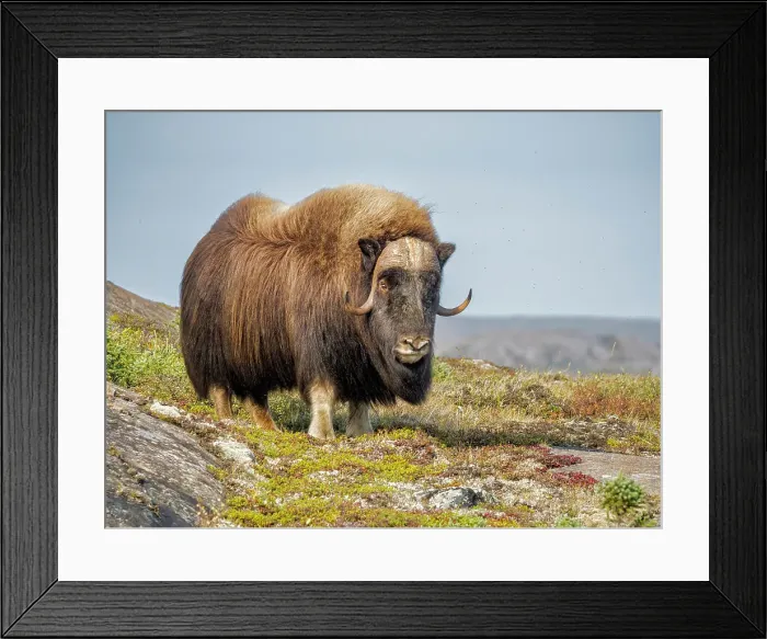 Framed Print : Muskok (Ovibos moschatus) bull, Nunavik, Quebec, Canada Framed Print : Muskok (Ovibos moschatus) bull, Nunavik, Quebec, Canada