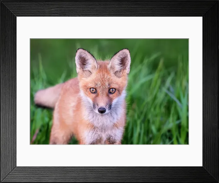 Framed Print : Red Fox (Vulpes vulpes) kit, Thornton, Ontario, Canada Framed Print : Red Fox (Vulpes vulpes) kit, Thornton, Ontario, Canada