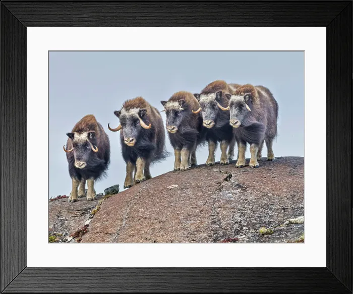 Framed Print : Muskox (Ovibos moschatus), in tundra habitat of Nunavik, Quebec Framed Print : Muskox (Ovibos moschatus), in tundra habitat of Nunavik, Quebec