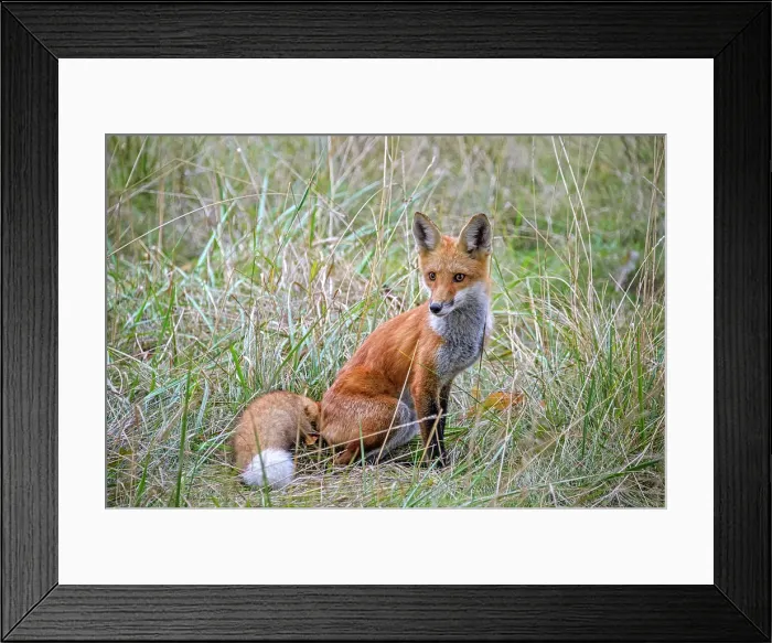 Framed Print : Red Fox (Vulpes vulpes), Thornton, Ontario, Canada Framed Print : Red Fox (Vulpes vulpes), Thornton, Ontario, Canada