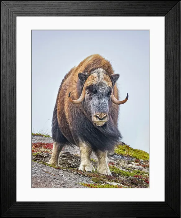 Framed Print : Muskok (Ovibos moschatus) bull, Nunavik, Quebec, Canada Framed Print : Muskok (Ovibos moschatus) bull, Nunavik, Quebec, Canada