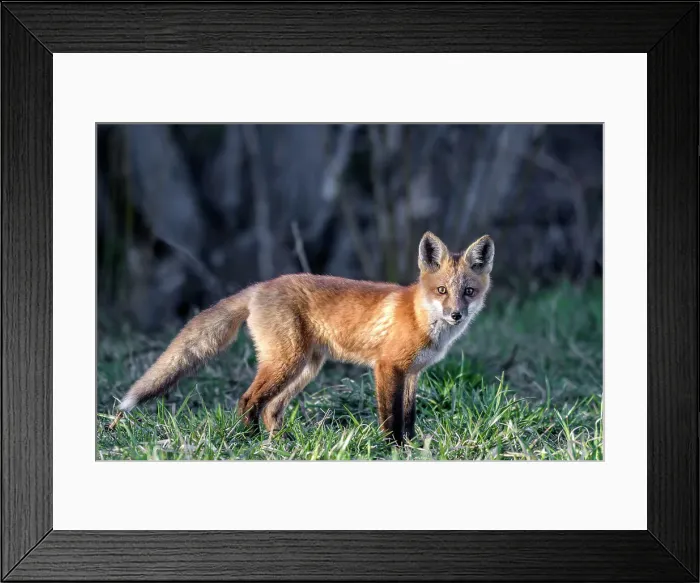 Framed Print : Red Fox (Vulpes vulpes), Thornton, Ontario, Canada Framed Print : Red Fox (Vulpes vulpes), Thornton, Ontario, Canada