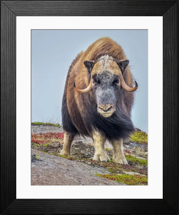 Framed Print : Muskok (Ovibos moschatus) bull, Nunavik, Quebec, Canada Framed Print : Muskok (Ovibos moschatus) bull, Nunavik, Quebec, Canada