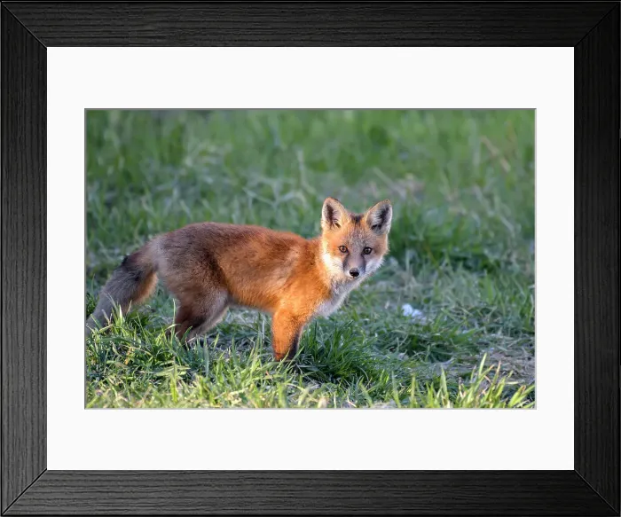 Framed Print : Red Fox (Vulpes vulpes), Thornton, Ontario, Canada Framed Print : Red Fox (Vulpes vulpes), Thornton, Ontario, Canada