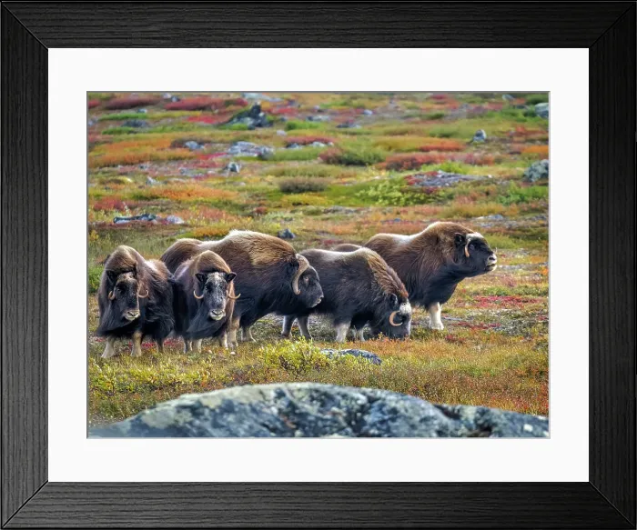 Framed Print : Muskox (Ovibos moschatus) herd on the tundra in Nunavik, Quebec, Canada Framed Print : Muskox (Ovibos moschatus) herd on the tundra in Nunavik, Quebec, Canada