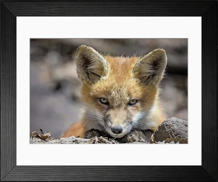 Framed Print : Red Fox (Vulpes vulpes) kit, Thornton, Ontario, Canada Framed Print : Red Fox (Vulpes vulpes) kit, Thornton, Ontario, Canada