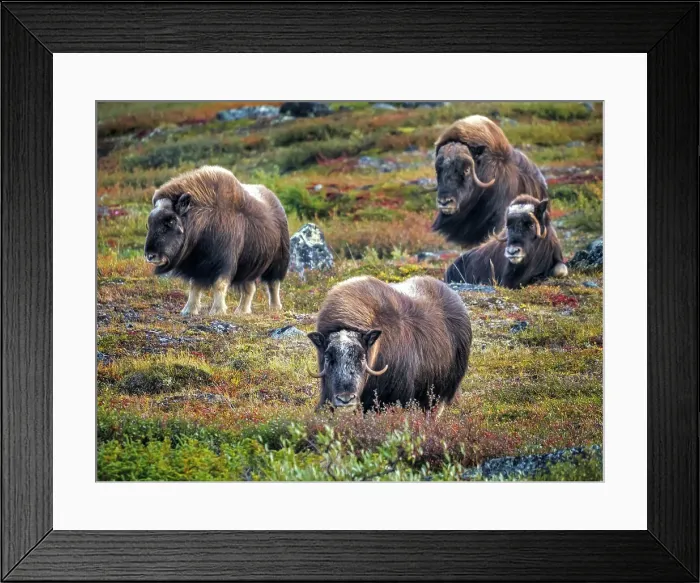 Framed Print : Muskox (Ovibos moschatus), in tundra habitat of Nunavik, Quebec, Canada Framed Print : Muskox (Ovibos moschatus), in tundra habitat of Nunavik, Quebec, Canada