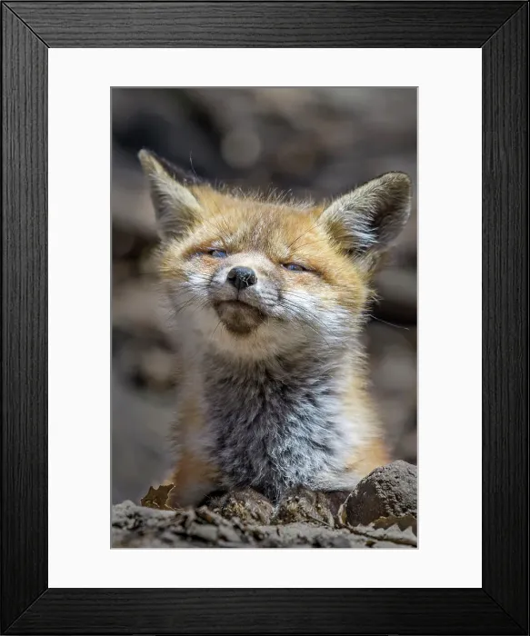 Framed Print : Red Fox (Vulpes vulpes) kit, Thornton, Ontario, Canada Framed Print : Red Fox (Vulpes vulpes) kit, Thornton, Ontario, Canada