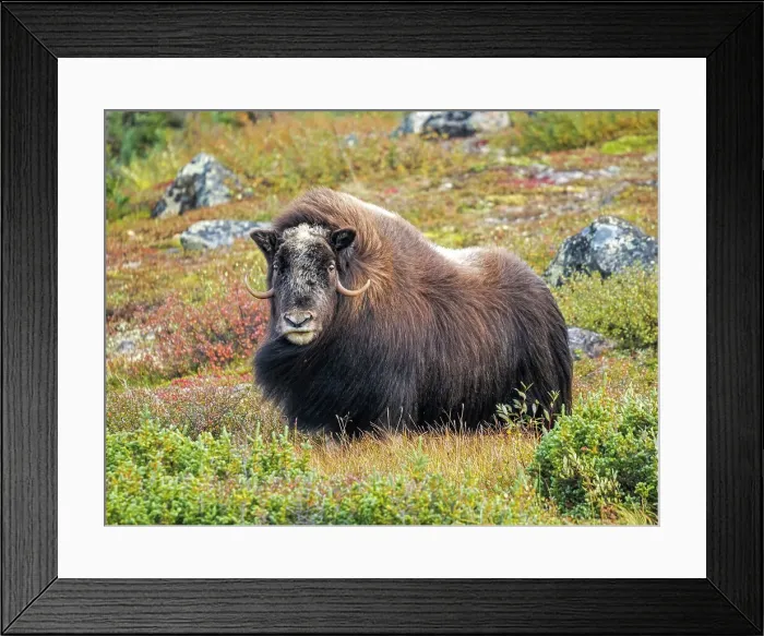 Framed Print : Muskox (Ovibos moschatus), in tundra habitat of Nunavik, Quebec, Canada Framed Print : Muskox (Ovibos moschatus), in tundra habitat of Nunavik, Quebec, Canada