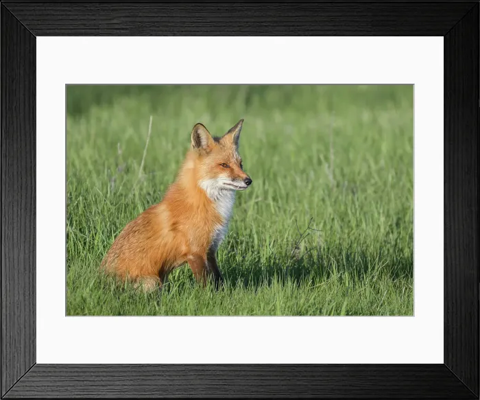 Framed Print : Red Fox (Vulpes vulpes), Thornton, Ontario, Canada