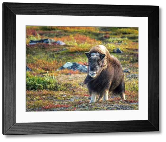 Framed Print : Muskox (Ovibos moschatus), in tundra habitat of Nunavik, Quebec, Canada Framed Print : Muskox (Ovibos moschatus), in tundra habitat of Nunavik, Quebec, Canada