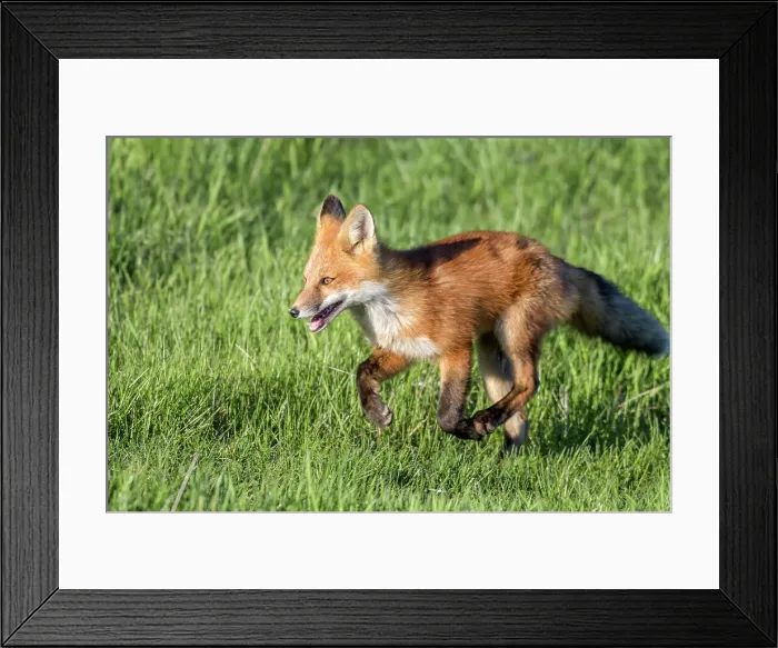 Framed Print : Red Fox (Vulpes vulpes) kit running, Thornton, Ontario, Canada Framed Print : Red Fox (Vulpes vulpes) kit running, Thornton, Ontario, Canada