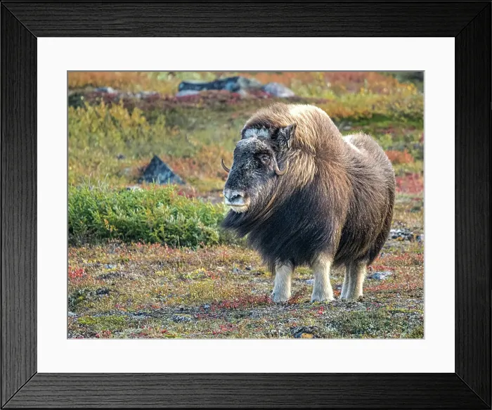 Framed Print : Muskox (Ovibos moschatus), in tundra habitat of Nunavik, Quebec, Canada Framed Print : Muskox (Ovibos moschatus), in tundra habitat of Nunavik, Quebec, Canada