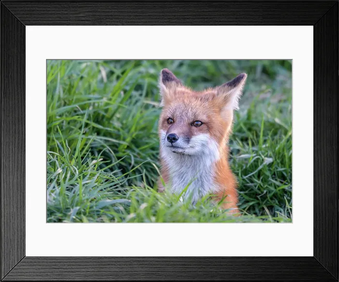 Framed Print : Red Fox (Vulpes vulpes) kit looking out from den, Thornton, Ontario, Canada Framed Print : Red Fox (Vulpes vulpes) kit looking out from den, Thornton, Ontario, Canada