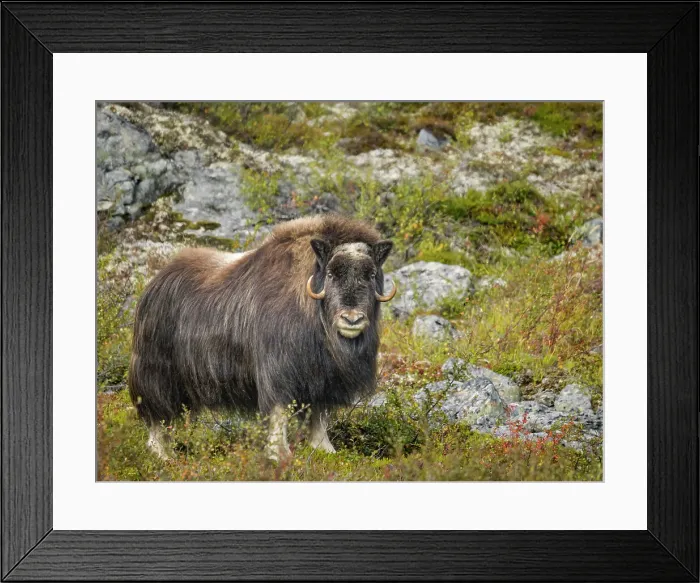 Framed Print : Muskox (Ovibos moschatus), Nunavik, Quebec, Canada Framed Print : Muskox (Ovibos moschatus), Nunavik, Quebec, Canada