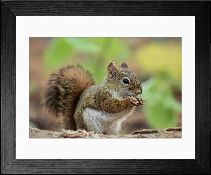 Framed Print : Red Squirrel (Tamiasciurus hudsonicus), Algonquin Provincial Park, Ontario, Canada
