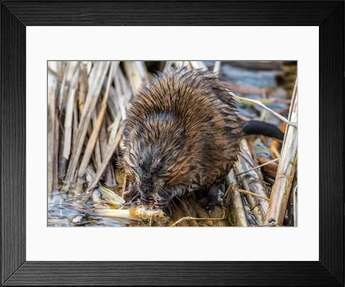 Framed Print : Muskrat (Ondatra zibethicus), Humber Bay Park, Toronto, Ontario, Canada Framed Print : Muskrat (Ondatra zibethicus), Humber Bay Park, Toronto, Ontario, Canada