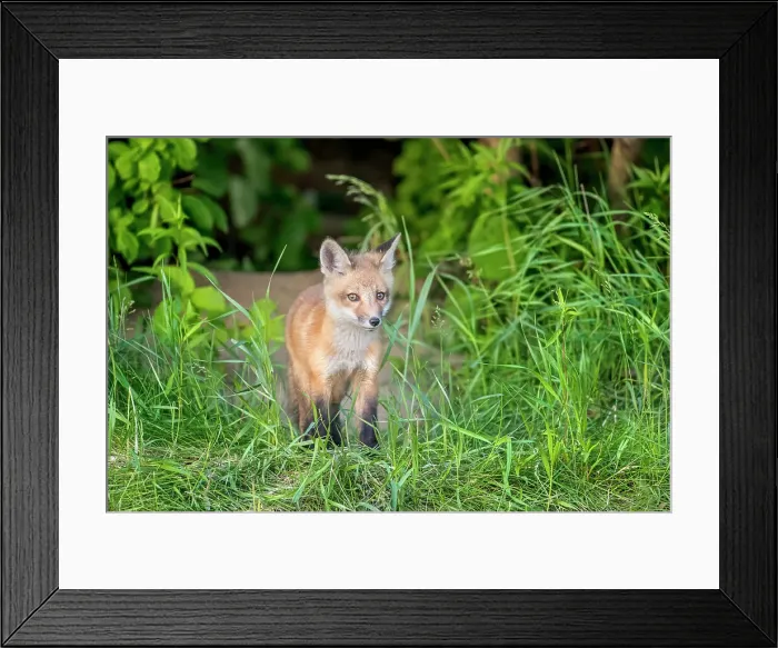 Framed Print : Red Fox (Vulpes vulpes) kit, Thornton, Ontario, Canada Framed Print : Red Fox (Vulpes vulpes) kit, Thornton, Ontario, Canada