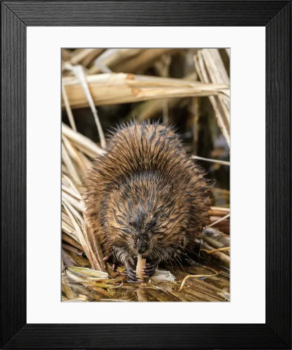 Framed Print : Muskrat (Ondatra zibethicus), Humber Bay Park, Toronto, Ontario, Canada Framed Print : Muskrat (Ondatra zibethicus), Humber Bay Park, Toronto, Ontario, Canada