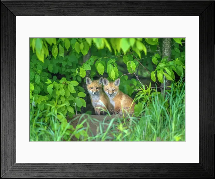 Framed Print : Red Fox (Vulpes vulpes) kits looking out from forest, Thornton, Ontario, Canada Framed Print : Red Fox (Vulpes vulpes) kits looking out from forest, Thornton, Ontario, Canada