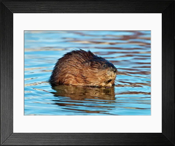 Framed Print : Muskrat (Ondatra zibethicus), Humber Bay Park, Toronto, Ontario, Canada Framed Print : Muskrat (Ondatra zibethicus), Humber Bay Park, Toronto, Ontario, Canada