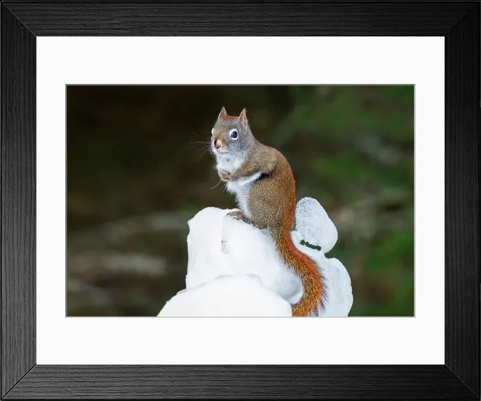 Framed Print : Red Squirrel (Tamiasciurus hudsonicus) in winter, Algonquin Provincial Park, Ontario, Canada