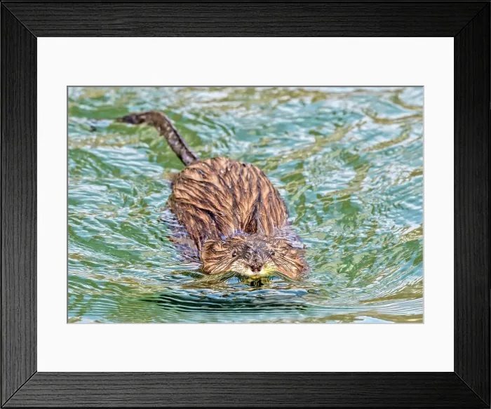 Framed Print : Muskrat (Ondatra zibethicus) swimming, Humber Bay Park, Toronto, Ontario, Canada Framed Print : Muskrat (Ondatra zibethicus) swimming, Humber Bay Park, Toronto, Ontario, Canada