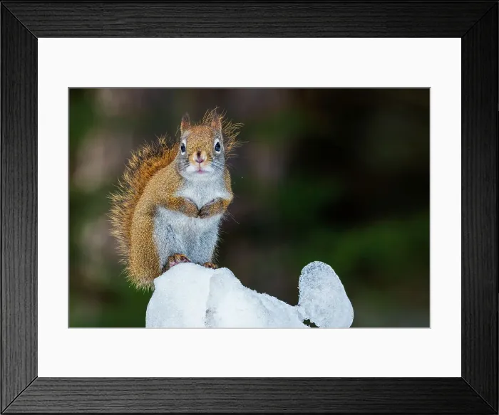 Framed Print : Red Squirrel (Tamiasciurus hudsonicus) in winter, Algonquin Provincial Park, Ontario, Canada