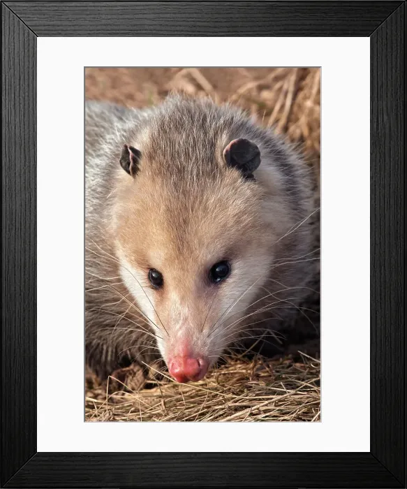 Framed Print : Opossum (Chironectes minimus), Thornton, Ontario, Canada Framed Print : Opossum (Chironectes minimus), Thornton, Ontario, Canada