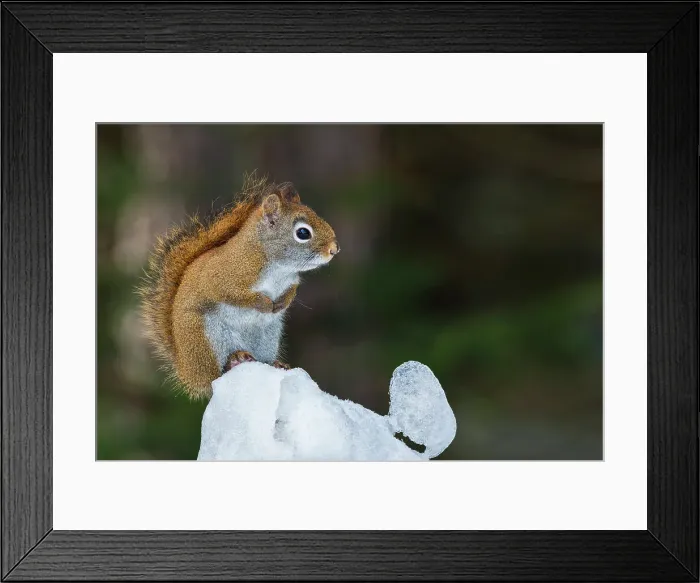 Framed Print : Red Squirrel (Tamiasciurus hudsonicus) in winter, Algonquin Provincial Park, Ontario, Canada Framed Print : Red Squirrel (Tamiasciurus hudsonicus) in winter, Algonquin Provincial Park, Ontario, Canada