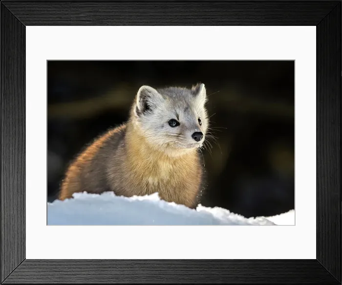 Framed Print : American Marten (Martes americana) in winter, Algonquin Provincial Park, Ontario, Canada Framed Print : American Marten (Martes americana) in winter, Algonquin Provincial Park, Ontario, Canada