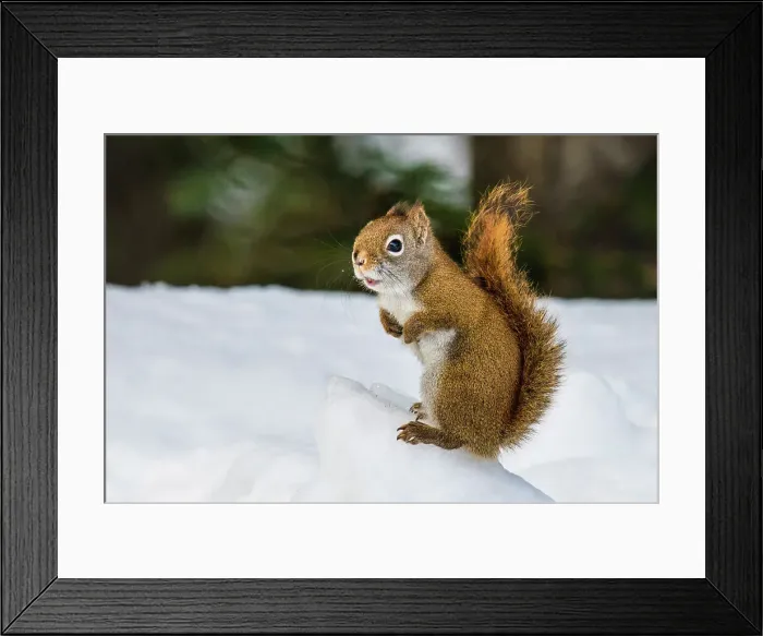 Framed Print : Red Squirrel (Tamiasciurus hudsonicus) in winter, Algonquin Provincial Park, Ontario, Canada Framed Print : Red Squirrel (Tamiasciurus hudsonicus) in winter, Algonquin Provincial Park, Ontario, Canada