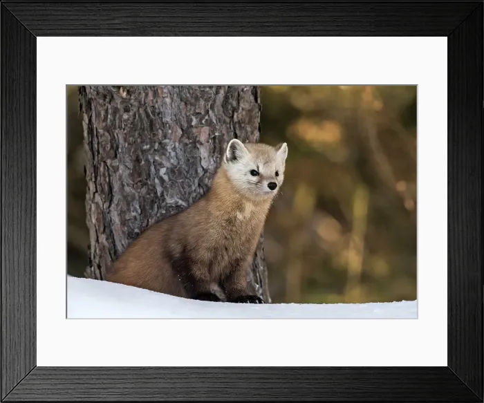 Framed Print : American Marten (Martes americana) in winter, Algonquin Provincial Park, Ontario, Canada Framed Print : American Marten (Martes americana) in winter, Algonquin Provincial Park, Ontario, Canada