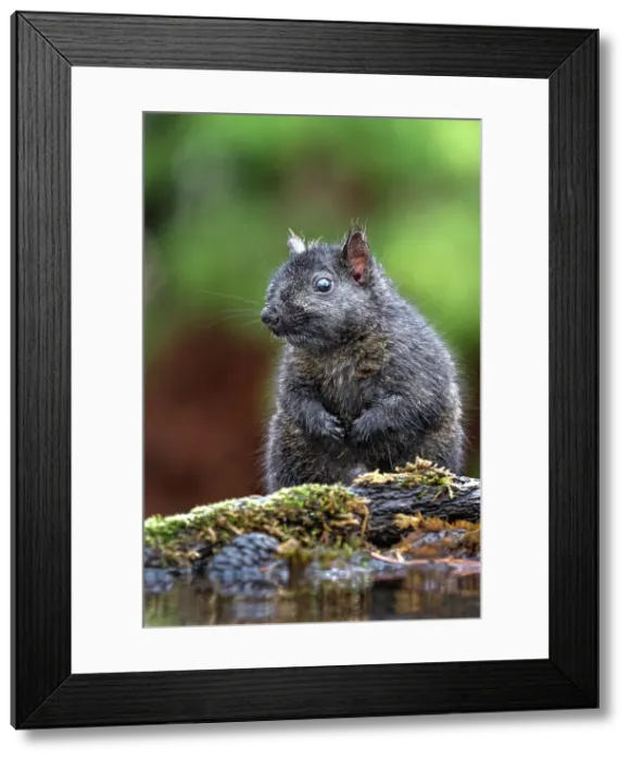 Framed Print : Eastern Gray Squirrel (Sciurus carolinensis), black phase, Thornton, Ontario, Canada Framed Print : Eastern Gray Squirrel (Sciurus carolinensis), black phase, Thornton, Ontario, Canada