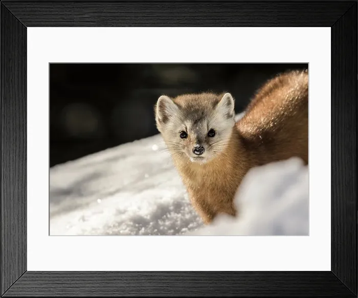Framed Print : American Marten (Martes americana) in winter, Algonquin Provincial Park, Ontario, Canada Framed Print : American Marten (Martes americana) in winter, Algonquin Provincial Park, Ontario, Canada