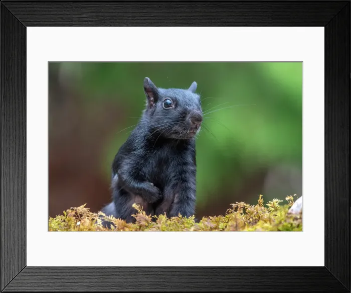 Framed Print : Eastern Gray Squirrel (Sciurus carolinensis), black phase, Thornton, Ontario, Canada Framed Print : Eastern Gray Squirrel (Sciurus carolinensis), black phase, Thornton, Ontario, Canada