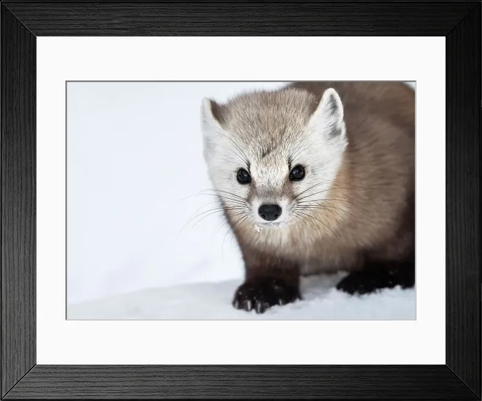 Framed Print : American Marten (Martes americana) in winter, Algonquin Provincial Park, Ontario, Canada Framed Print : American Marten (Martes americana) in winter, Algonquin Provincial Park, Ontario, Canada