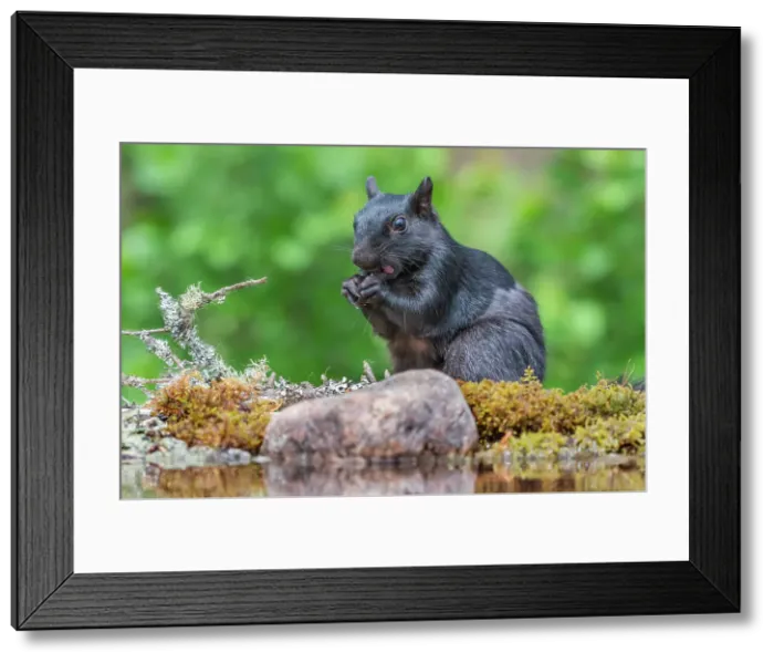 Framed Print : Eastern Gray Squirrel (Sciurus carolinensis), black phase, Thornton, Ontario, Canada Framed Print : Eastern Gray Squirrel (Sciurus carolinensis), black phase, Thornton, Ontario, Canada
