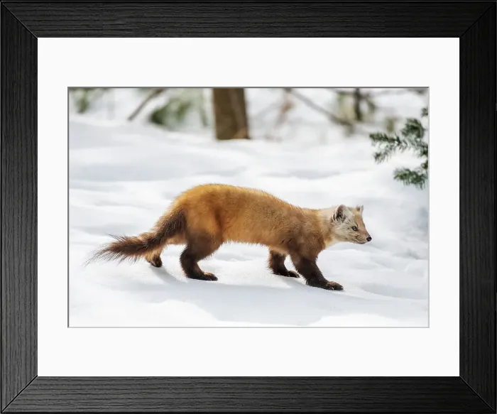 Framed Print : American Marten (Martes americana) in winter, Algonquin Provincial Park, Ontario, Canada Framed Print : American Marten (Martes americana) in winter, Algonquin Provincial Park, Ontario, Canada