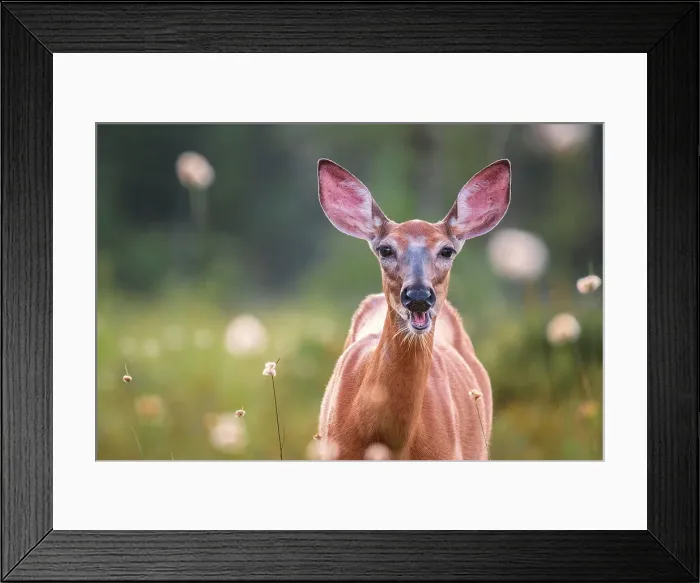 Framed Print : White-tailed Deer (Odocoileus virginianus) doe, Muskoka, Ontario, Canada Framed Print : White-tailed Deer (Odocoileus virginianus) doe, Muskoka, Ontario, Canada